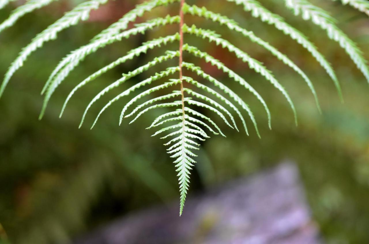 Rainforest Deluxe Franz Josef Eksteriør billede