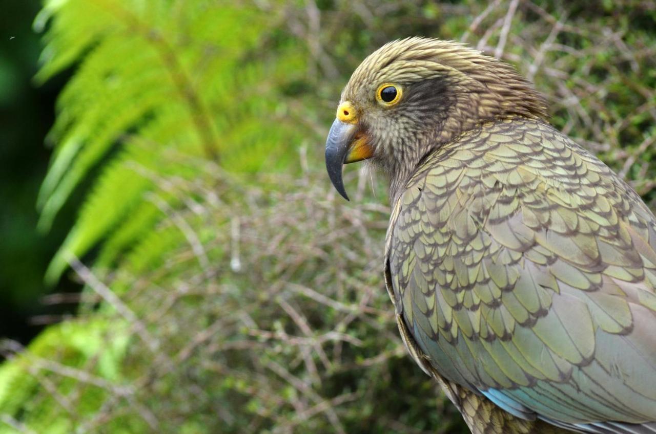 Rainforest Deluxe Franz Josef Eksteriør billede