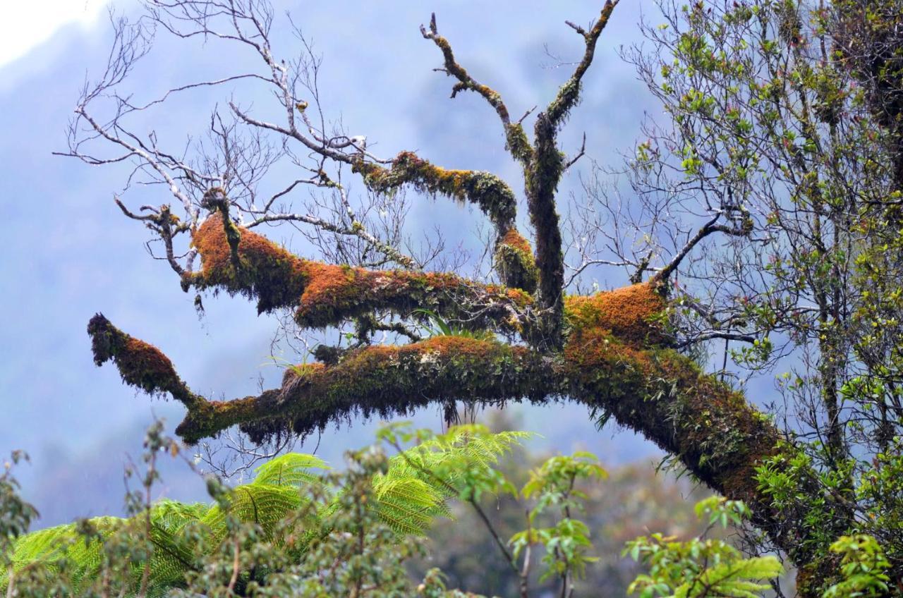 Rainforest Deluxe Franz Josef Eksteriør billede